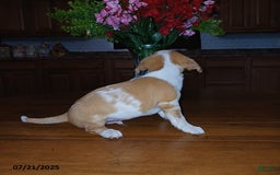 Chihuahua dogs for sale: Sport - Image 4