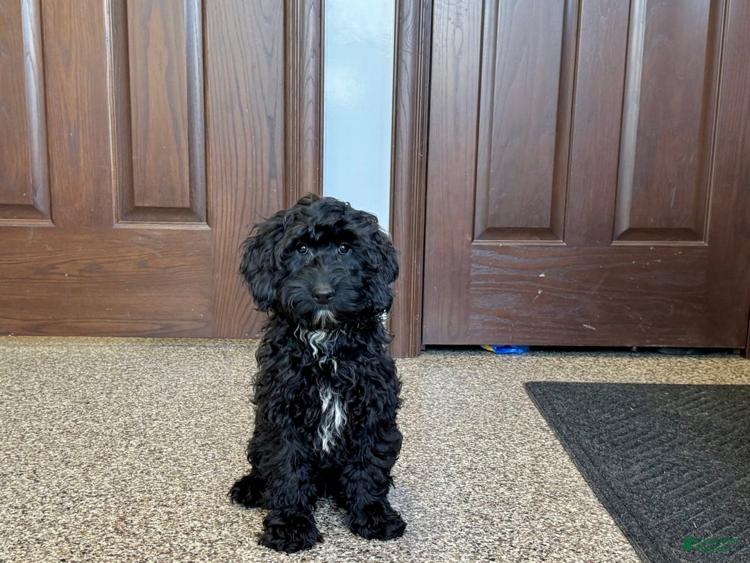 Cockapoo dogs for sale: Benjamin - Image 2