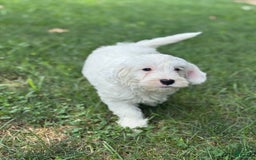 Mini Bernedoodle dogs for sale: Star - Image 4
