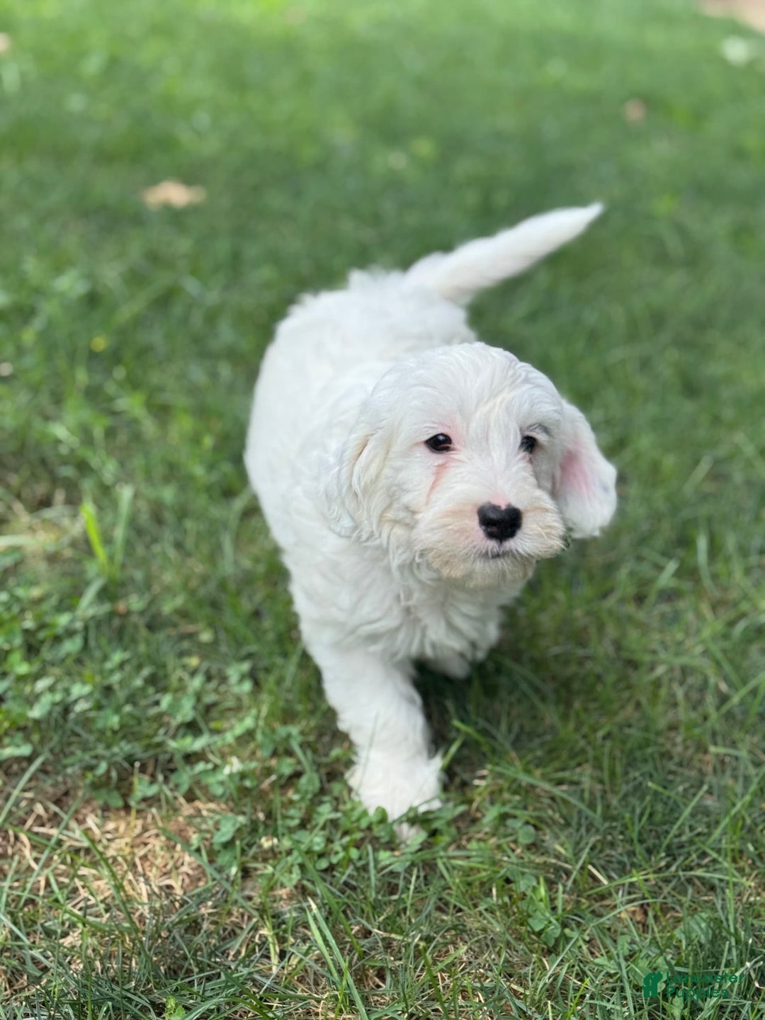 Mini Bernedoodle dogs for sale: Star - Image 4