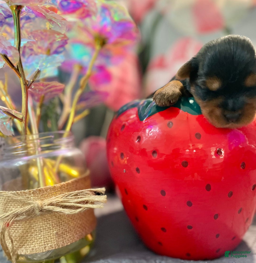 Yorkshire Terrier dogs for sale: Stella - Image 1