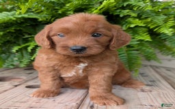 Mini Goldendoodle dogs for sale: Mini-wendy - Image 15