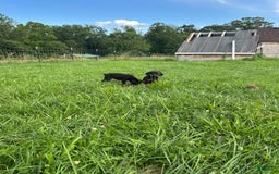 Doberman Pinscher dogs for sale: Hunter - Image 5