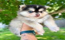 Pomsky dogs for sale: Selene - Image 7