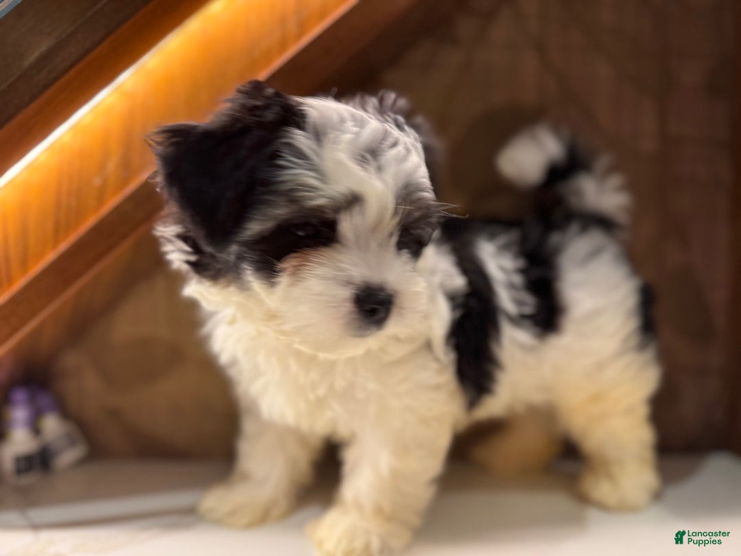 Morkie dogs for sale: Handsome big boy - Image 1
