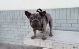 French Bulldog dogs for sale: Lila - Image 5