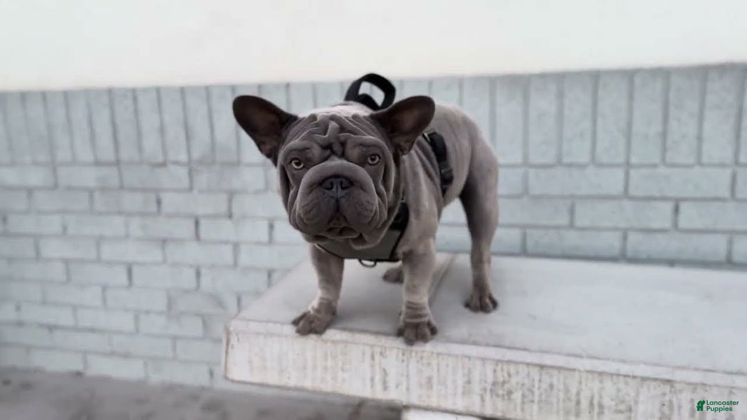 French Bulldog dogs for sale: Lila - Image 5