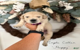 Golden Retriever dogs for sale: Golden Retriever Puppies - Image 5