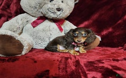 Miniature Dachshund dogs for sale: CANDY - Image 9