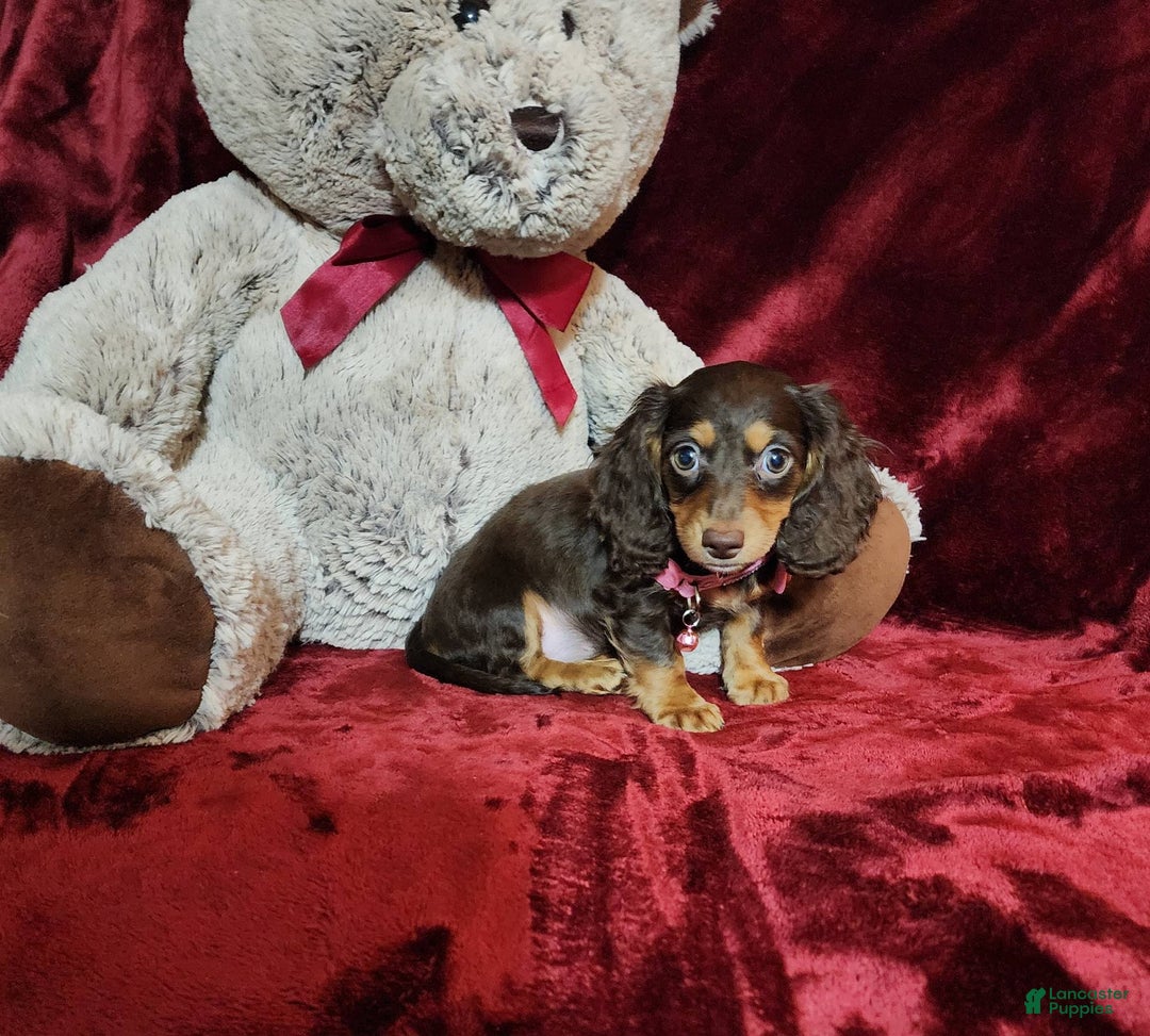 Miniature Dachshund dogs for sale: CANDY - Image 9