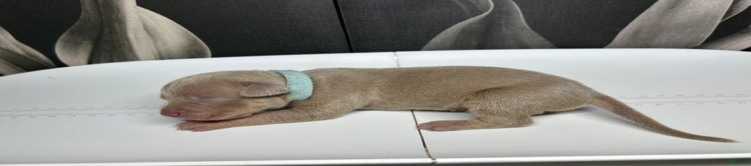 Smurf