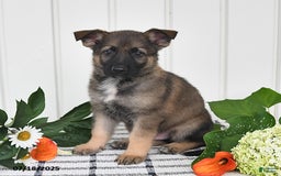 German Shepherd dogs for sale: Kendon - Image 3