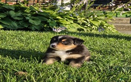 Australian Shepherd dogs for sale: Australian Shepherd 4 puppies - Image 12