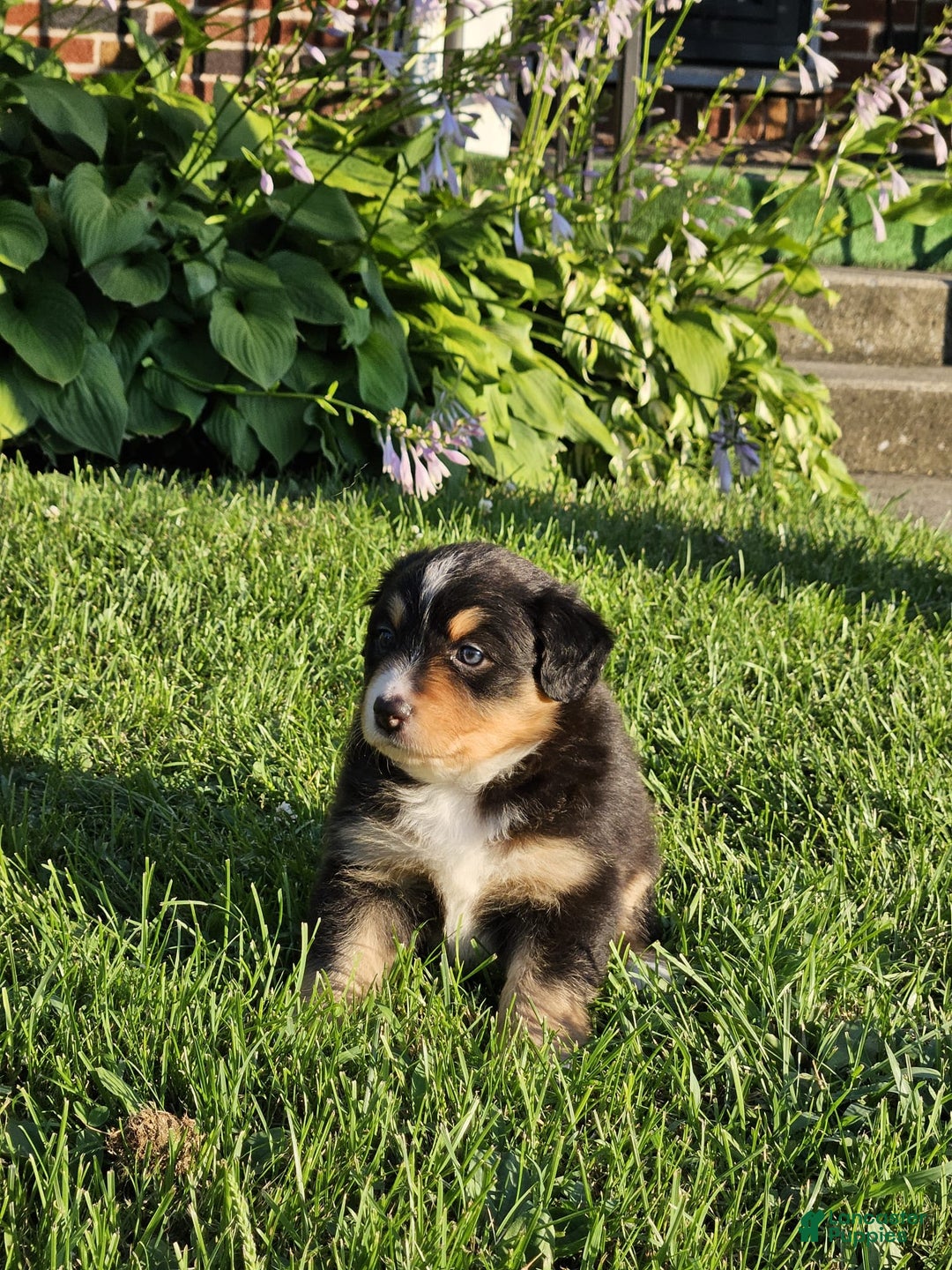 Australian Shepherd dogs for sale: Australian Shepherd 4 puppies - Image 12