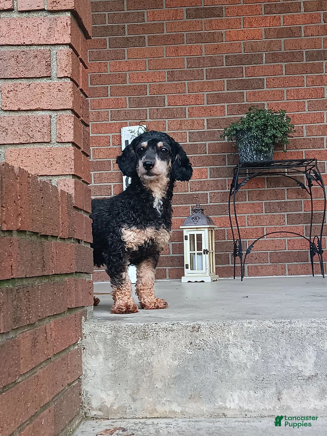 Maltipoo dogs for sale: Kori - Image 9