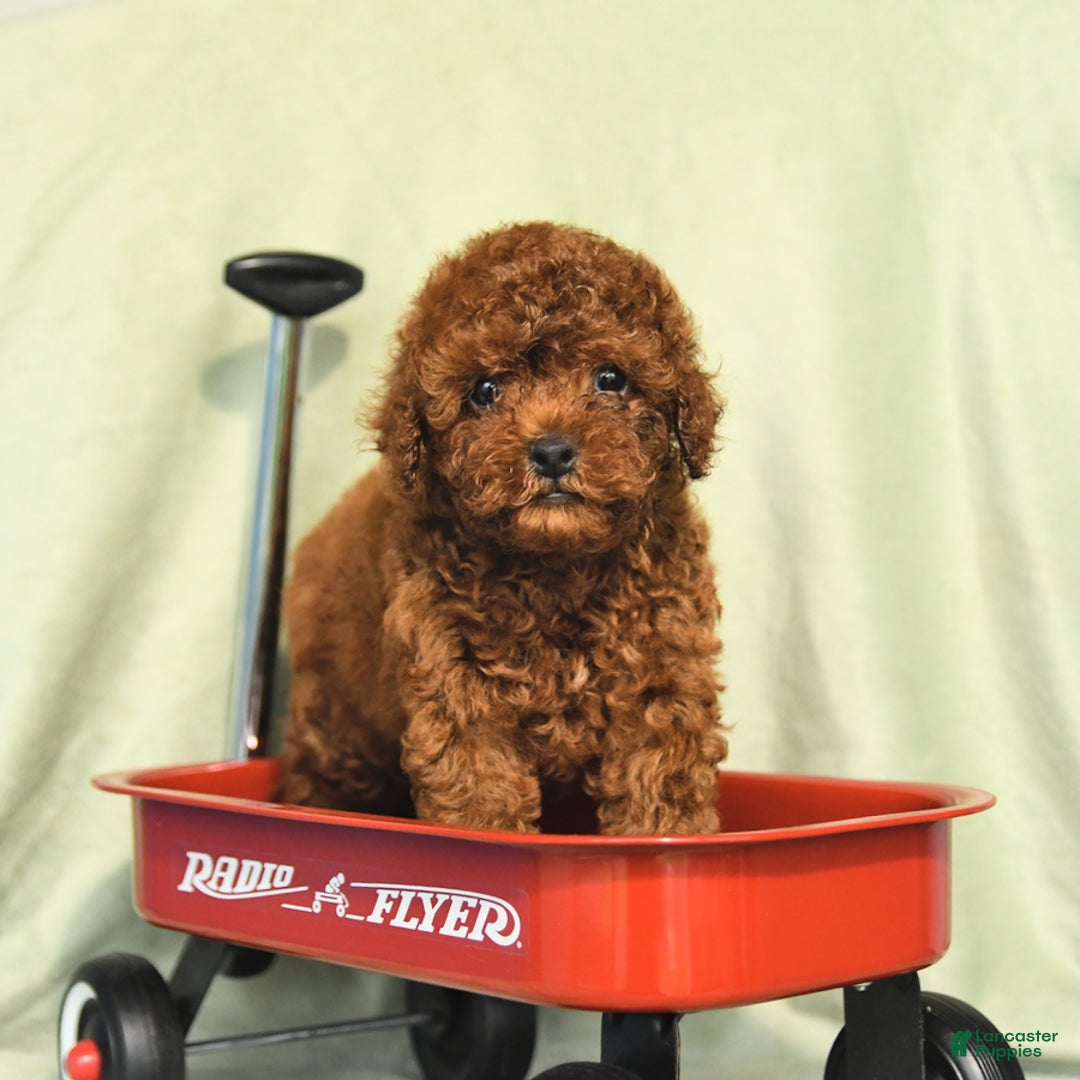 Miniature Poodle dogs for sale: Daffodil - Image 3