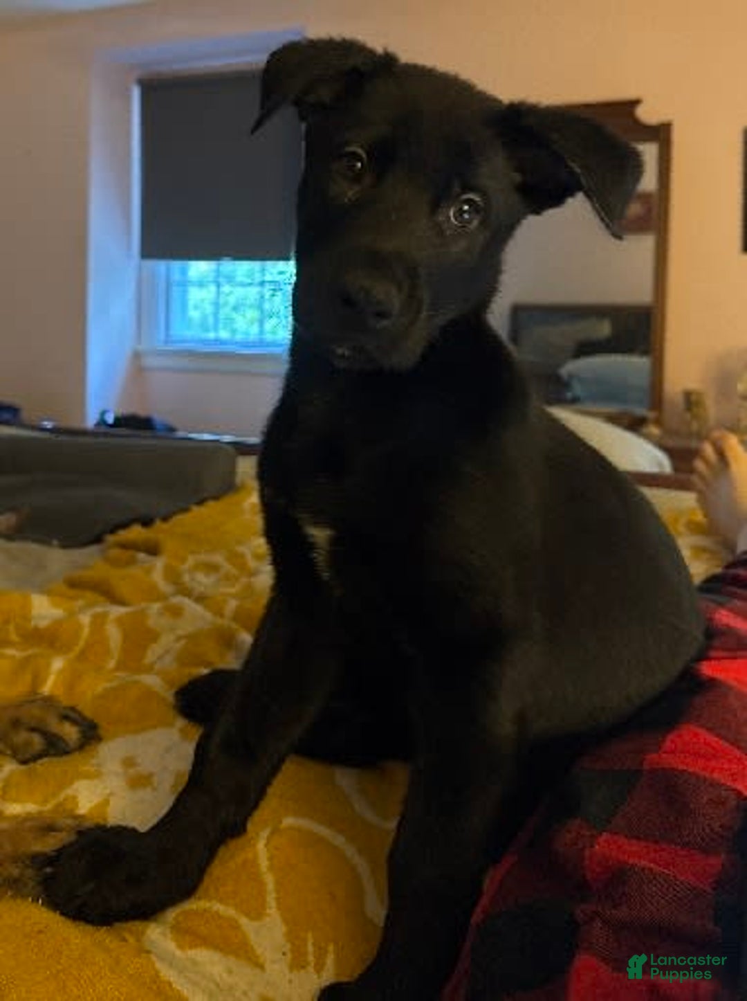Belgian Malinois dogs for sale: Ulf-keine - Image 8