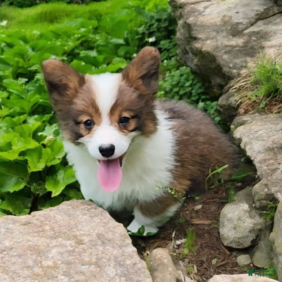 Welsh Corgi Pembroke dogs for sale: Teeka Fluffy - Image 21