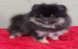 Pomeranian dogs for sale: Danny - Image 3