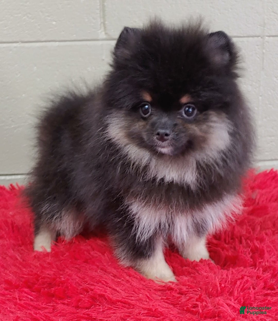 Pomeranian dogs for sale: Danny - Image 3