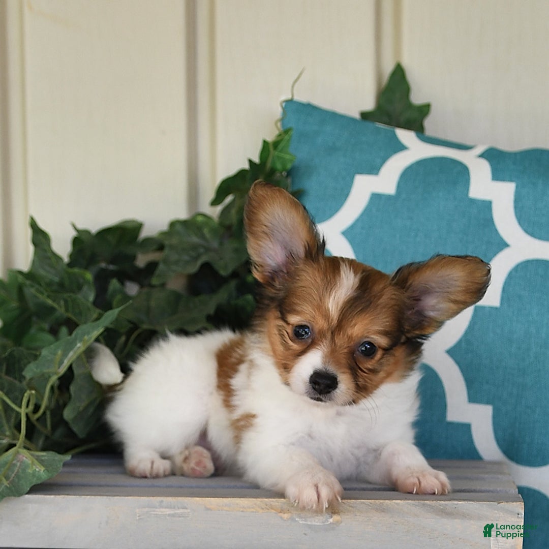 Papillon dogs for sale: Badger - Image 1