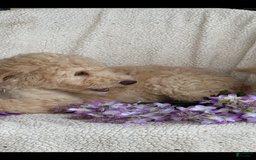 Goldendoodle dogs for sale: Gorgeous Creme Doodle - Image 9