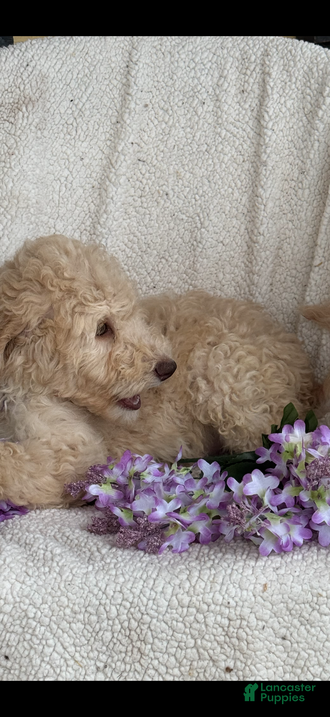 Goldendoodle dogs for sale: Gorgeous Creme Doodle - Image 9