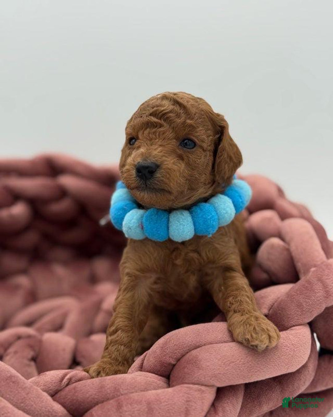 Toy Poodle dogs for sale: Bruno - Image 2