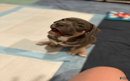 American Bully dogs for sale: Daisy - Image 3