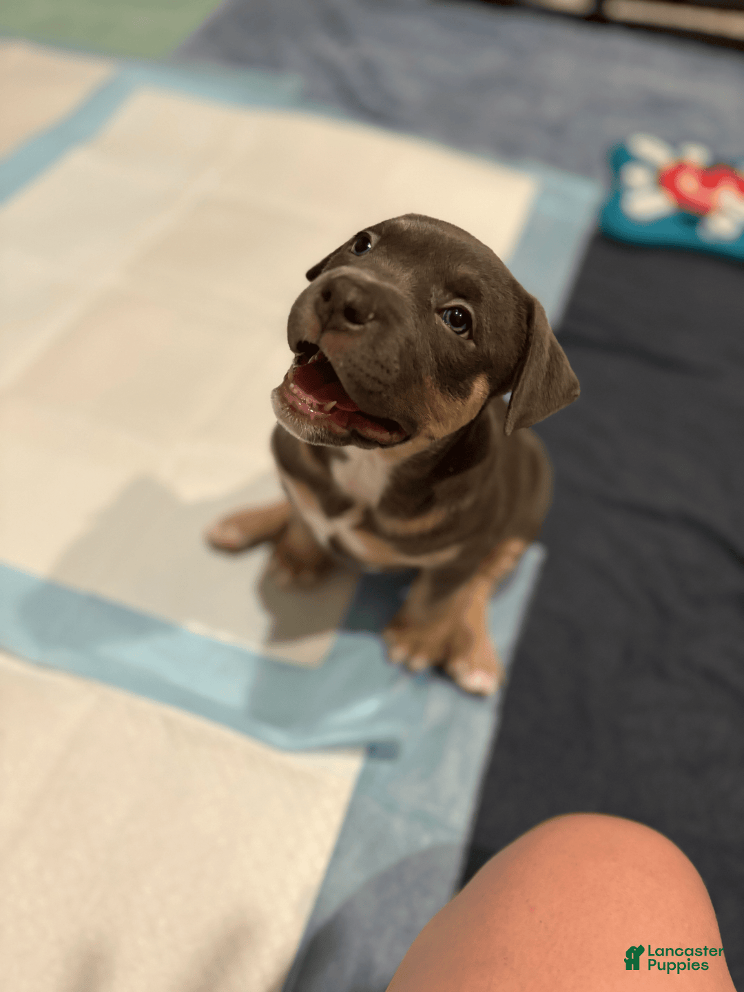 American Bully dogs for sale: Daisy - Image 3