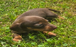 Dachshund dogs for sale: Daisy - Image 13