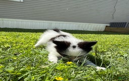 Papillon dogs for sale: Daisy - Image 8