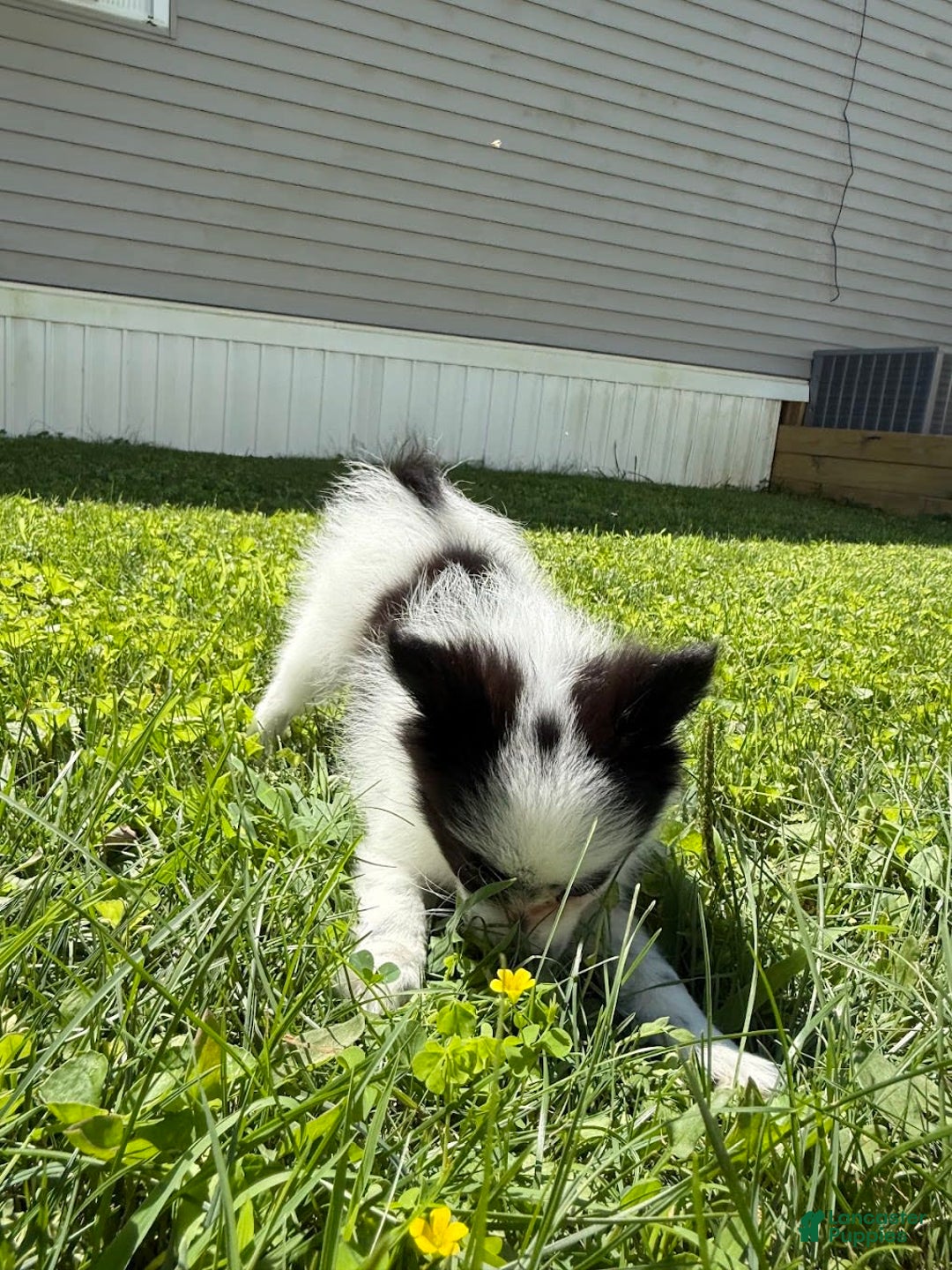 Papillon dogs for sale: Daisy - Image 8