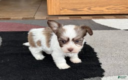 Coton De Tulear dogs for sale: Rita - Image 8