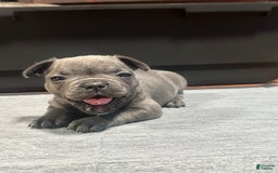 French Bulldog dogs for sale: Stitch - Image 1
