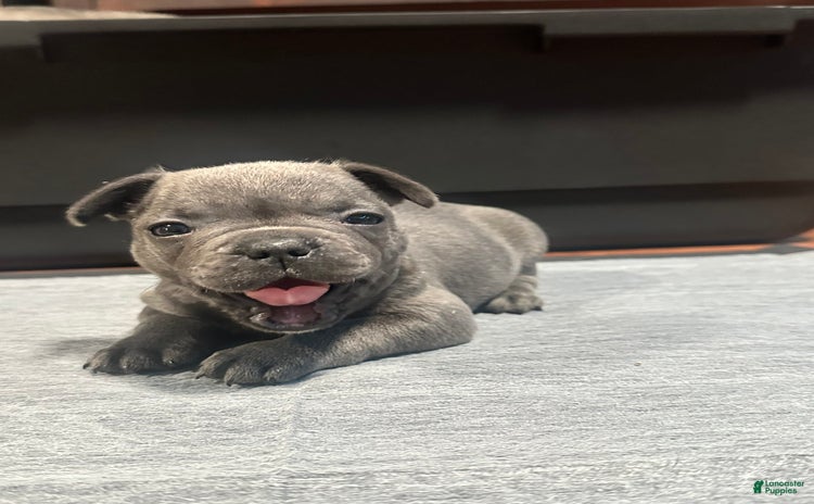 French Bulldog dogs for sale - Ad 4