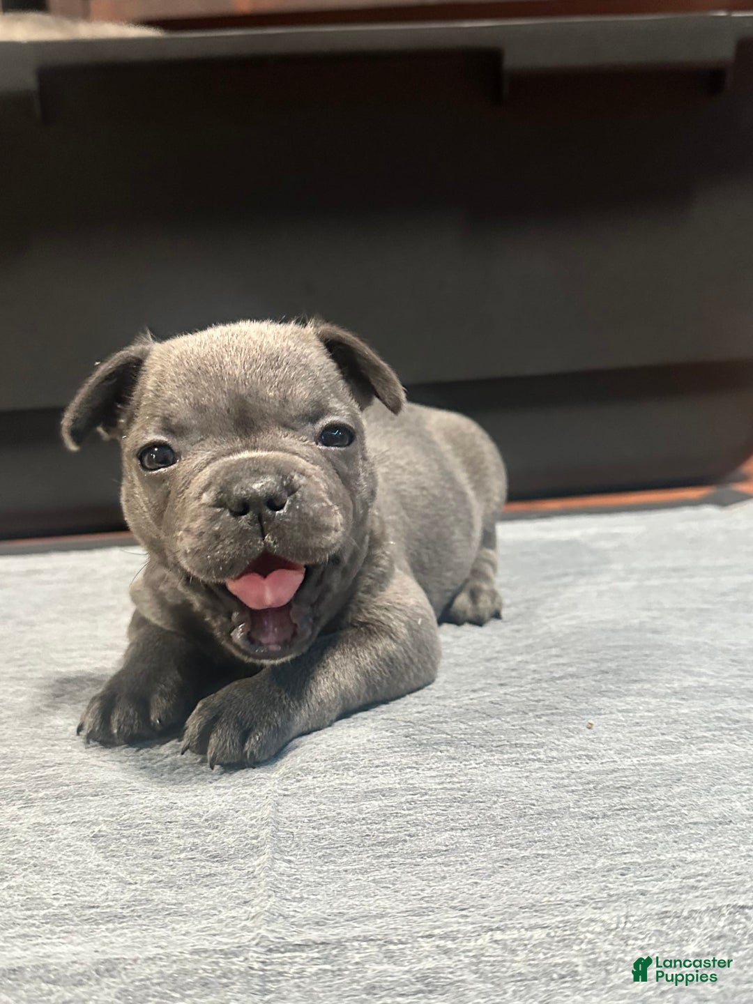 French Bulldog dogs for sale: Stitch - Image 1