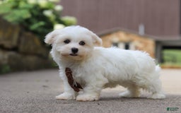 Havanese dogs for sale: Bryon - Image 5