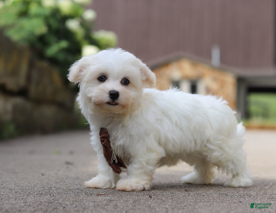 Havanese dogs for sale: Bryon - Image 5