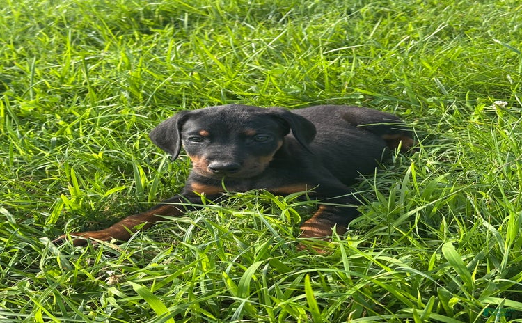 Doberman Pinscher dogs for sale - Ad 2