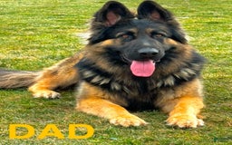 German Shepherd dogs for sale: Ben - Image 6