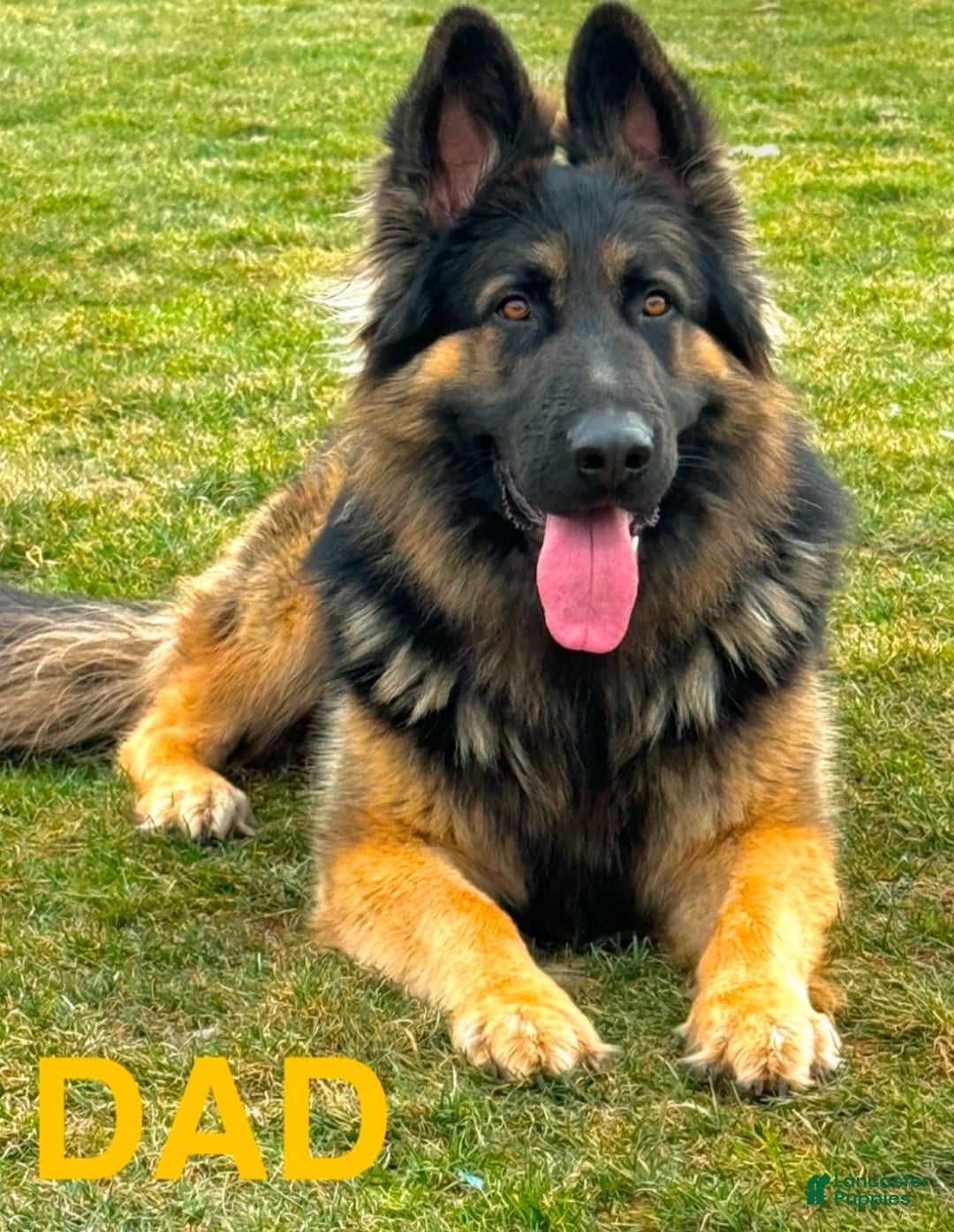 German Shepherd dogs for sale: Ben - Image 6