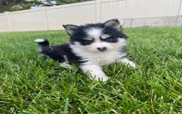 Pomsky dogs for sale: Chai - Image 13