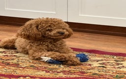 Toy Poodle dogs for sale: Chance - Image 5