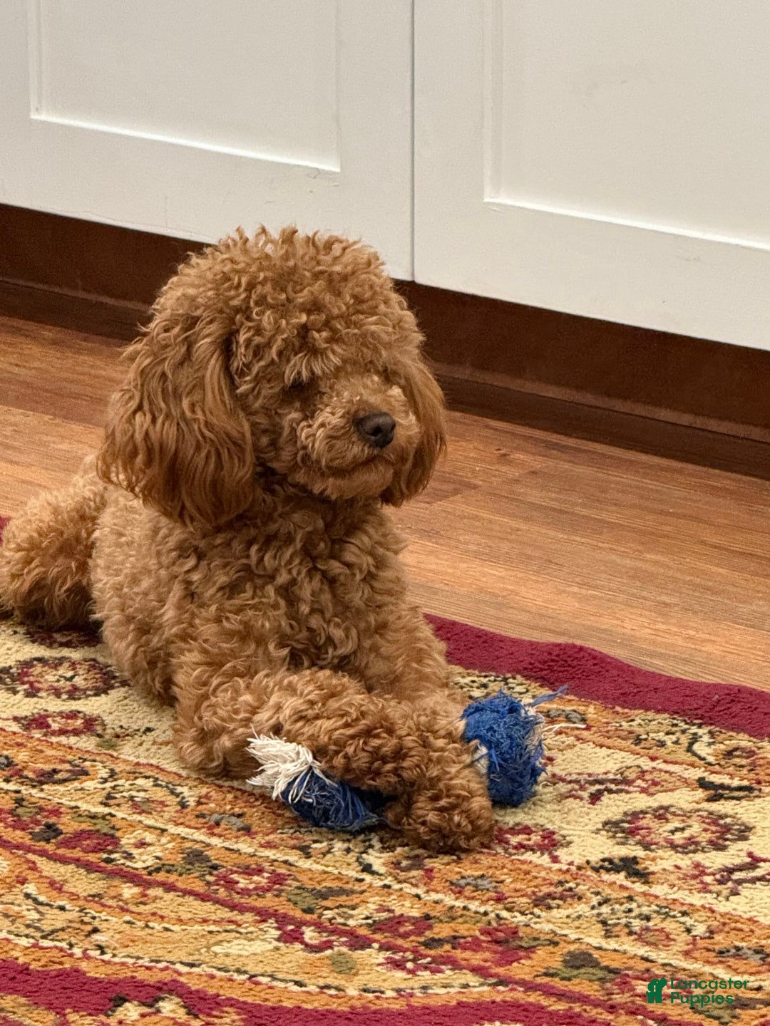 Toy Poodle dogs for sale: Chance - Image 5