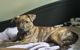 American Pit Bull Terrier dogs for sale: Simea - Image 5