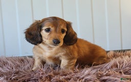Miniature Dachshund dogs for sale: Ruthie - Image 4