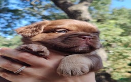 French Bulldog dogs for sale: Roja - Image 6