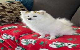 Pomeranian dogs for sale: Tank - Image 2