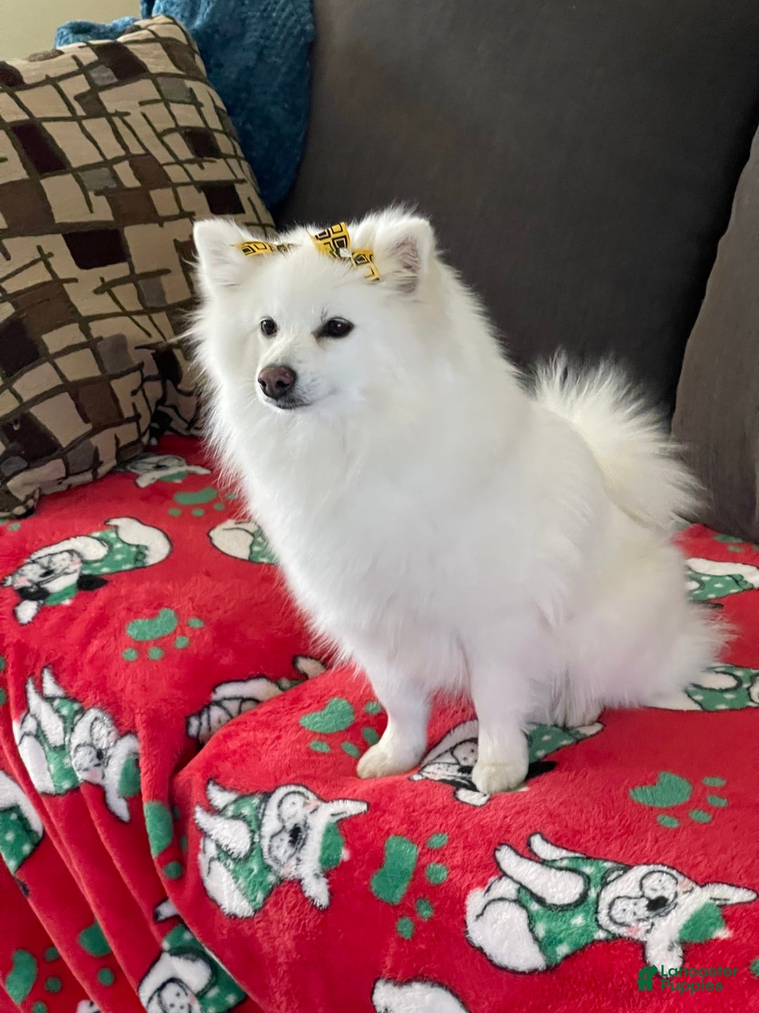 Pomeranian dogs for sale: Tank - Image 2